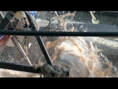 Da bò ăn được Gelatin ổn định Gelatin Hydrolysate Halal